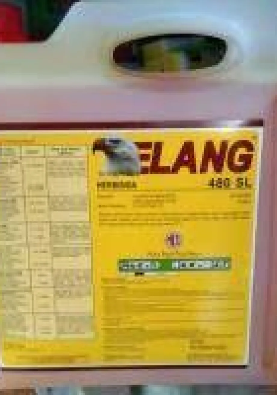 Obat-obatan Rancun Rumput Elang 1 ~item/2022/4/22/download