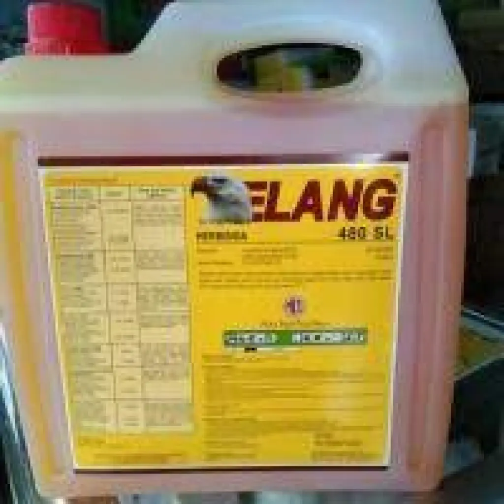 Rancun Rumput Elang