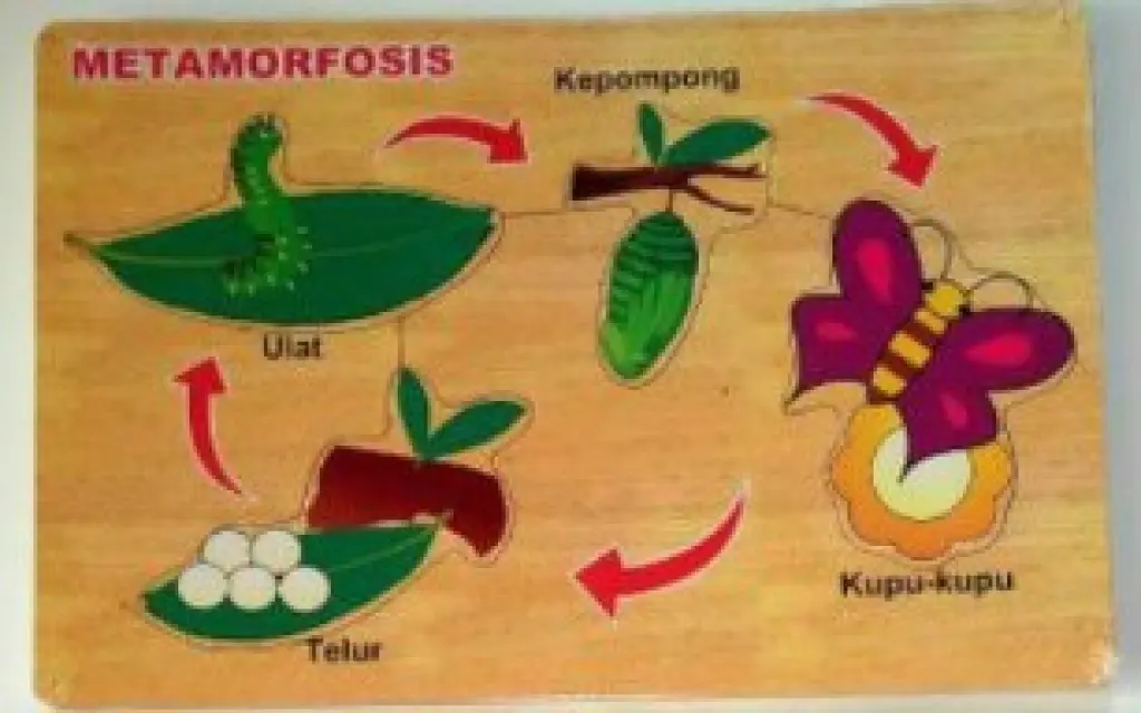APE PUZZLE METAMORFOSIS KUPUKUPU