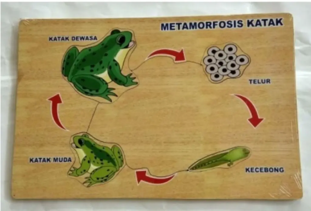 APE PUZZLE METAMORFOSIS KATAK