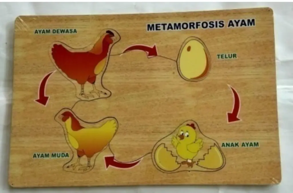 APE PUZZLE METAMORFOSIS AYAM