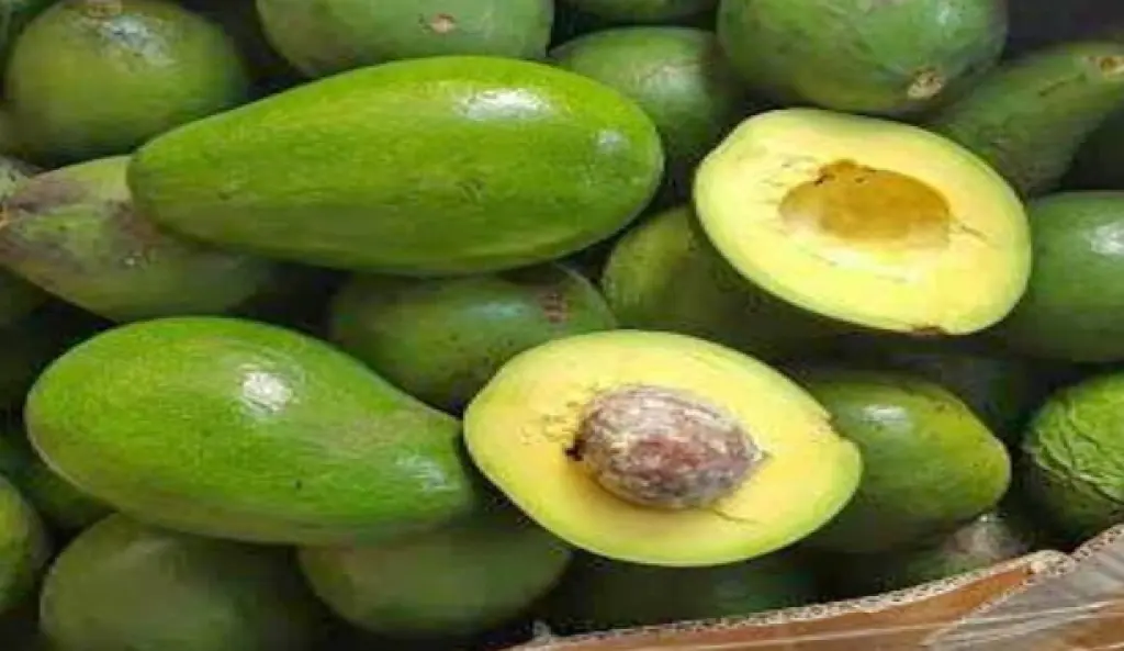 Buah Alpukat