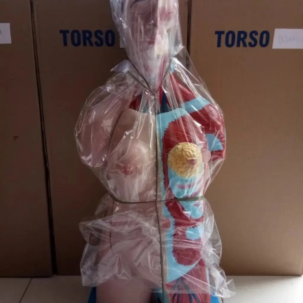 ALAT PERAGA ANATOMI TUBUH MANUSIA